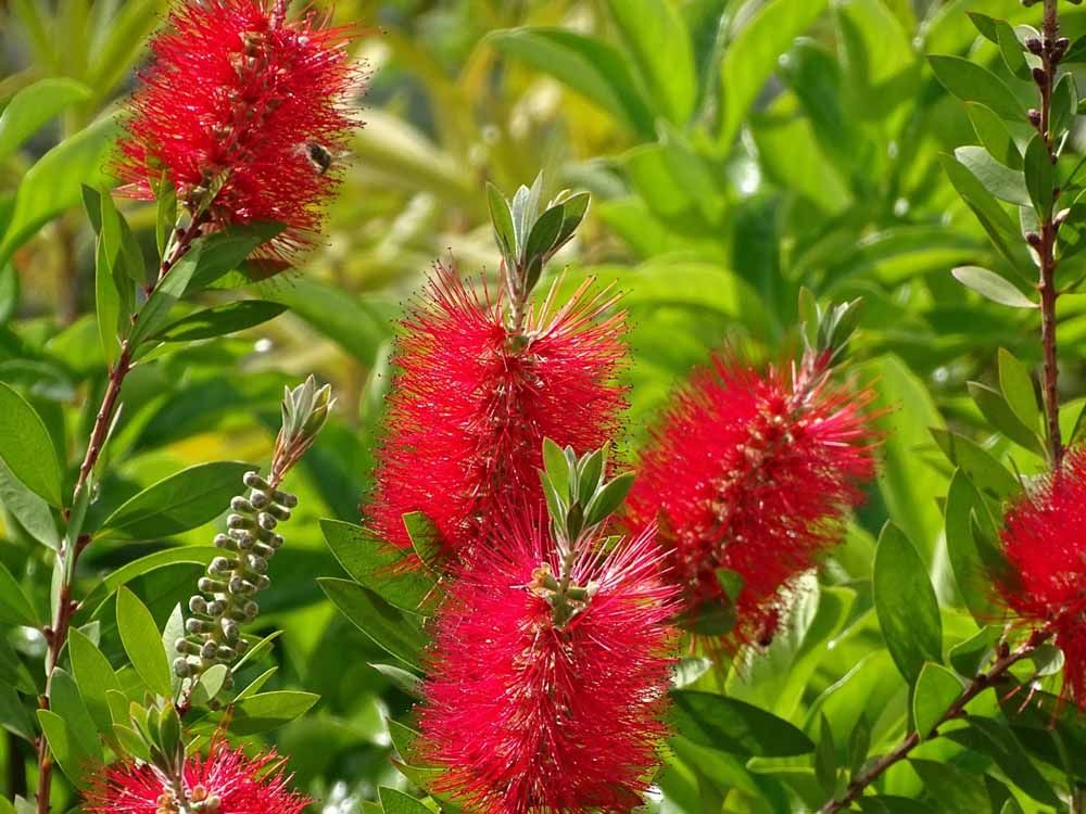 Las plantas con flores rojas más bonitas - GeoViajeros.com